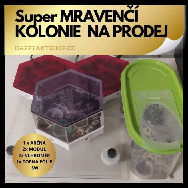 Super kolonie na prodej! 🥳 👉 Náš věrný zákazník se musí kvůli stěhování rozloučit se svou kolonií, která může být nyní...