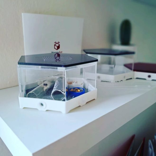 HappyAntShop formicariums are not only perfect for providing a cozy home for your ant colonies, but they also make for a...